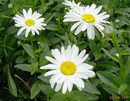 Chrysanthemum Morifolium